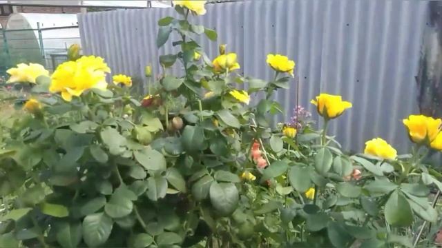 Мои цветочки в августе ???????!!!! Обзор моих цветущих растений ??????!!! смотреть онлайн