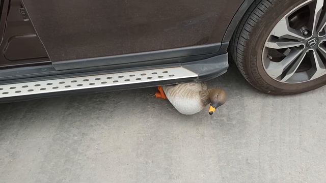 Гуменник, сминаемый. смотреть онлайн