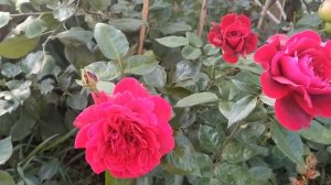 Роза Бельвью