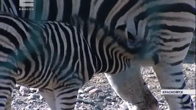 В красноярском зоопарке родились сразу двое зебрят смотреть онлайн
