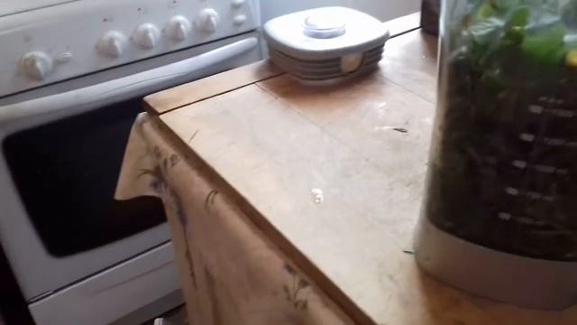 Смузи из дикоросов по утрам. смотреть онлайн