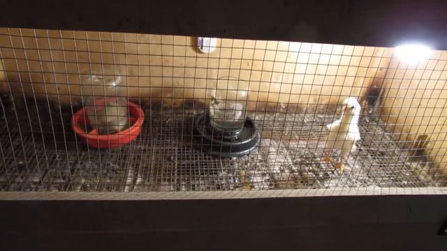 "Перепёлкино" Отчёт о каннибализме у цыплят. смотреть онлайн