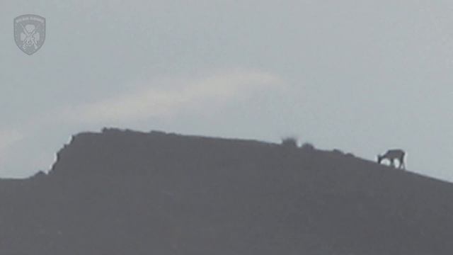 Охота в Дагестане на тура 2019! Успешная охота. Тур добыт! DAGESTAN TUR HUNTING ! смотреть онлайн