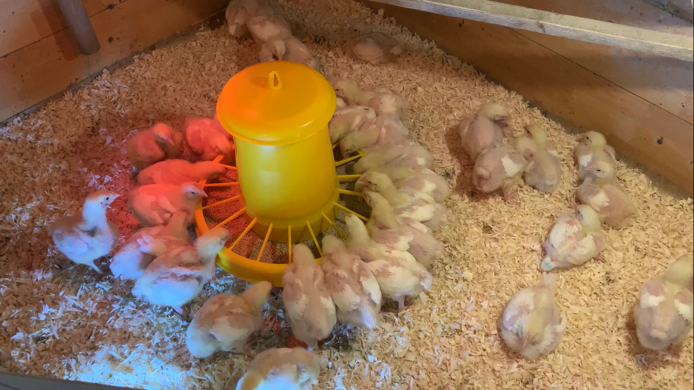 Сломал двухярусные клетки для бройлеров