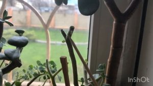 Аихризон. Обрезка Аихризна и ее результат. Омоложение Аихризона. Стрижка Аихризона. Aichryson