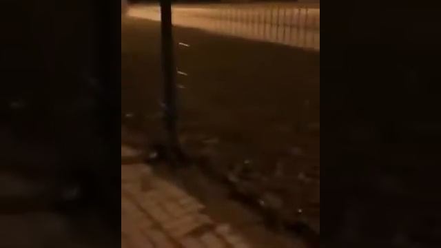 это крыса???это кот???нет это БОБЁР смотреть онлайн
