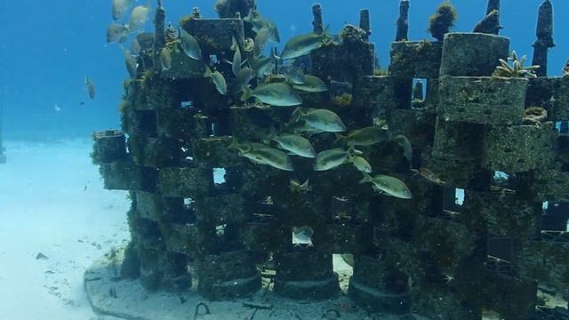 rrreefs - artificial reef development over 8 months - Colombia San Andrés смотреть онлайн