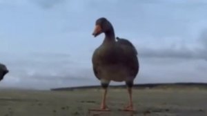 Футаж - Дикие гуси