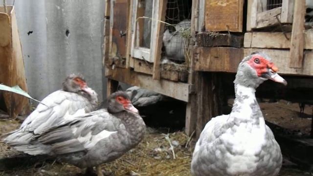 Мускусные утки окрас лаванда и серо - жемчужный смотреть онлайн