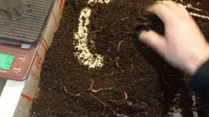 Вот почему я развожу калифорнийского червя❗❗❗