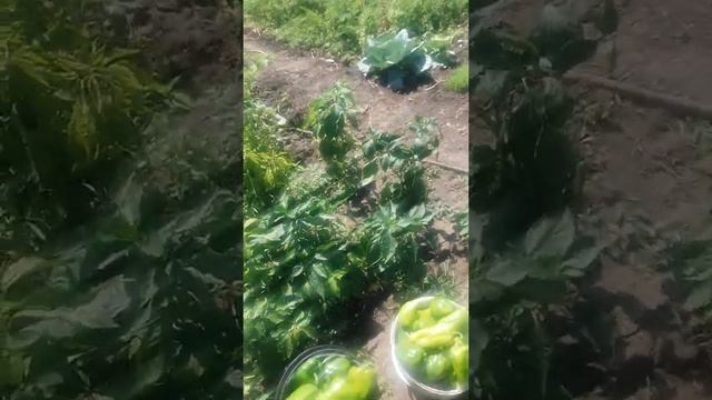 Урожай на салатный перец смотреть онлайн