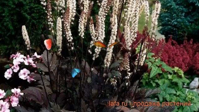 Клопогон простой Брюнет (cimicifuga Simplex Brunette) ? обзор: как сажать, рассада клопогона Брюнет