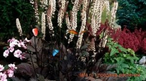 Клопогон простой Брюнет (cimicifuga simplex brunette) ? обзор: как сажать, рассада клопогона Брюнет