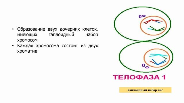 III - четверть, Биология, 9 класс, Мейоз. Фазы мейоза. Сравнение митоза и мейоза
