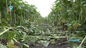 Новости Старого Оскола от 8 августа