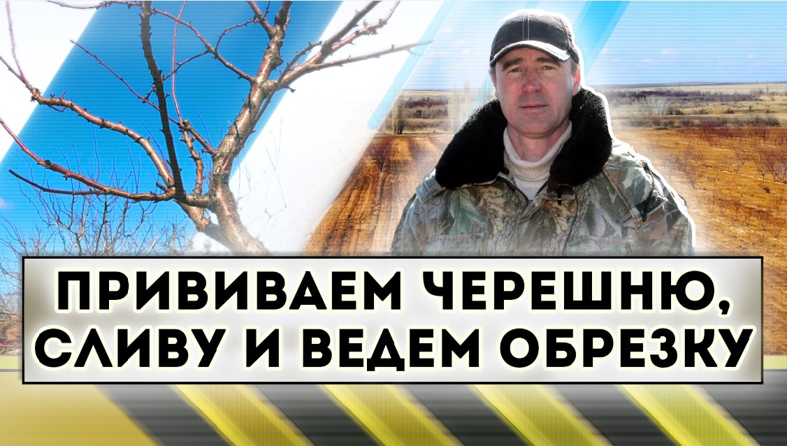 Прививаем черешню, сливу и ведем обрезку сада смотреть онлайн
