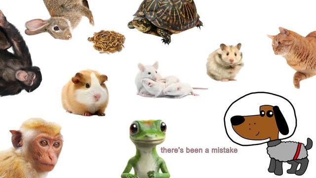 The Morbid History of Space Missions смотреть онлайн