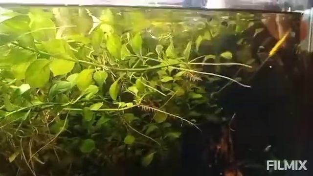 Уборка в большом аквариуме с чисткой песка. смотреть онлайн