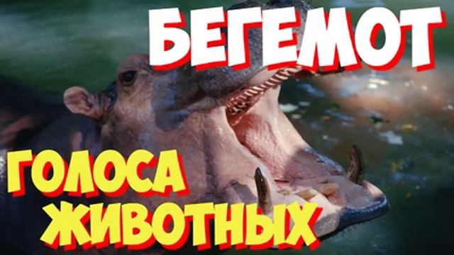 Учим голоса птиц и звуки животных. Звуки природы слушать онлайн БЕГЕМОТ смотреть онлайн