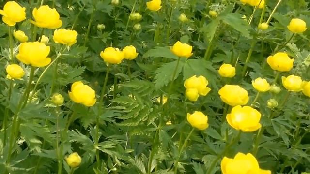 Италмас (купальница европейская) смотреть онлайн