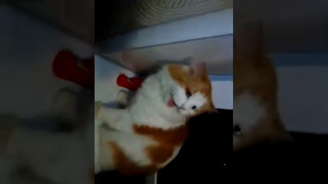 злой рыжий барсик