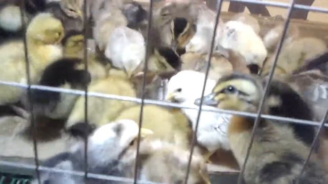 брудер цыплята утята смотреть онлайн