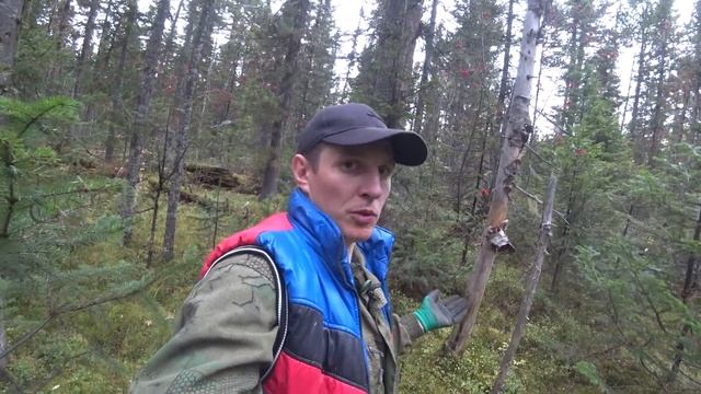 СБОР КЕДРОВОГО ОРЕХА!!! В СИБИРИ!!!!! смотреть онлайн