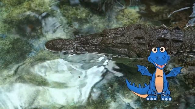 0+ Какие бывают крокодилы и аллигаторы? Почемучка. Детская энциклопедия. смотреть онлайн