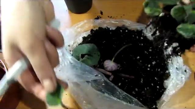 Что делать с уцененной Фиалкой , когда принесли ее домой ( уценка) смотреть онлайн