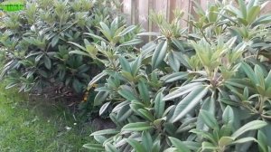 КАК ВЫРАЩИВАТЬ РОДОДЕНДРОНЫ МОРОЗОУСТОЙЧИВЫЕ #РАЗМНОЖЕНИЕ_РОДОДЕНДРОНА #АЗАЛИЯ #oldenburgru#122