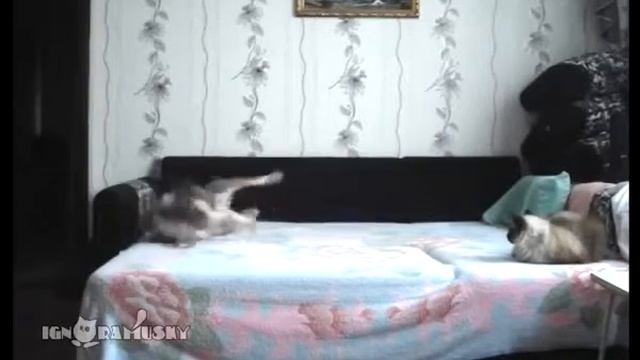 Что делает ваша собака когда хозяина нет дома смотреть онлайн