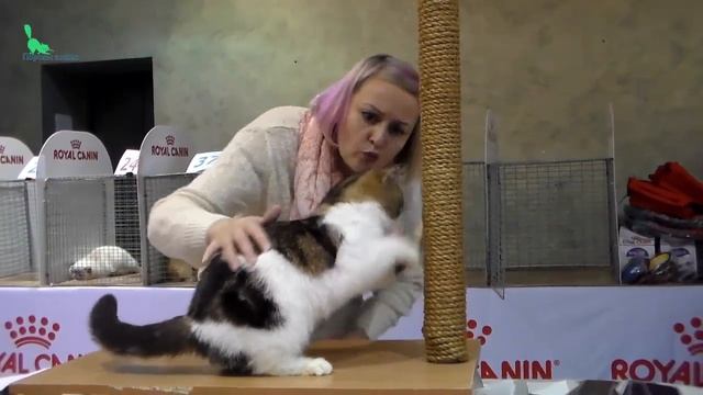 Супер Классный Кот ЭКЗОТ - Ну Очень Милое Няшное Создание | ПОРОДЫ КОШЕК смотреть онлайн