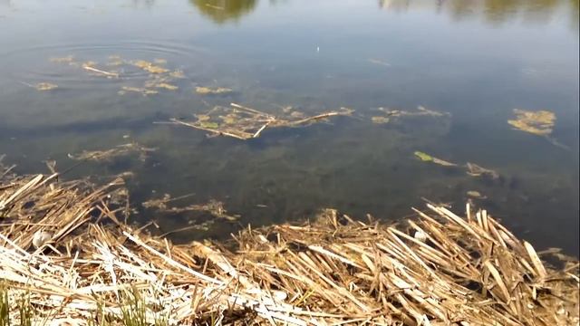 Караси на прогулке смотреть онлайн