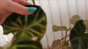 Снова новинки, или с ?Днём рождения меня! ? Филодендрон Веррукозум и аглаонема Лемон Минт