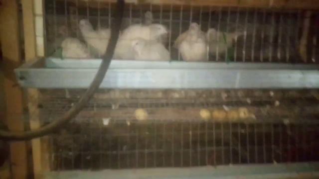 Забой перепелов в самодельной перосъёмной машинкой. смотреть онлайн