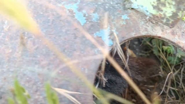 Утро забавных полосатых котят и мамы кошки смотреть онлайн