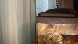 обзор аквариума( 30 л )