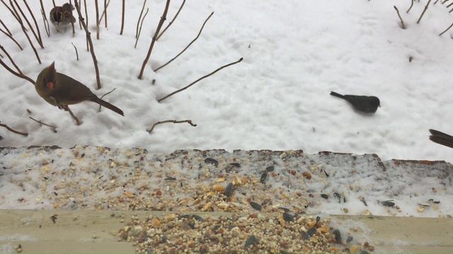 Snowy Balcony Cam 3! - Angry Birds Fighting! 1/17/2024 (Feeder Cam) смотреть онлайн