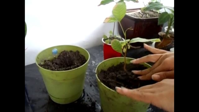 Growing Rambutan from Seeds смотреть онлайн