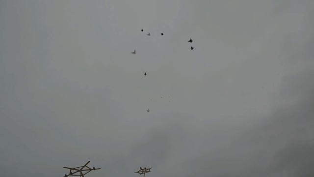 БК торцовые голуби Регулярного Василия Ильича Январь 2017 смотреть онлайн