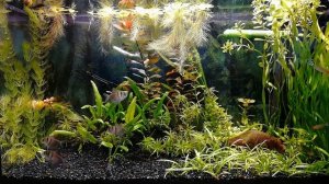 Роголистник в аквариуме #NIK_72