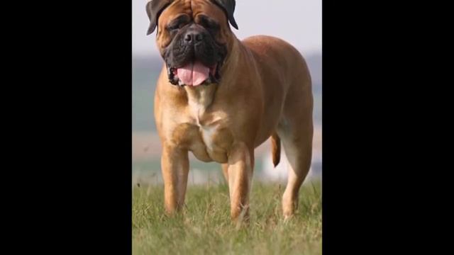 bullmastiff the real guard dog смотреть онлайн