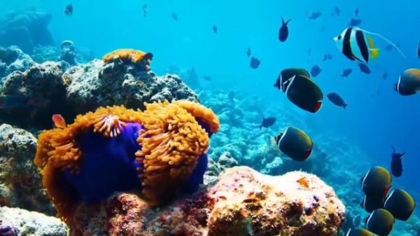 ЧАСТЬ 1-Я ТОП 30 САМЫХ ЛУЧШИХ ЧТЕЦОВ КОРАНА В МИРЕ TOP 30 BEST QURAN READERS IN THE WORLD