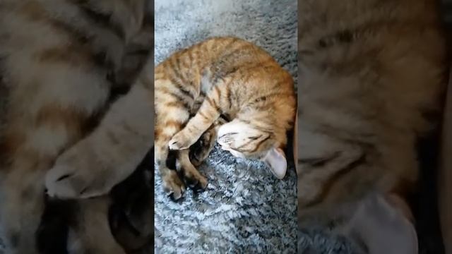 Алиска спит калачиком смотреть онлайн