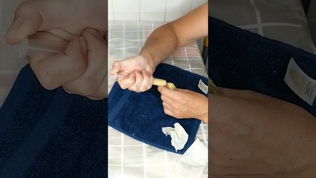 Сколько весит попугай корелла в 30 дневном возрасте смотреть онлайн