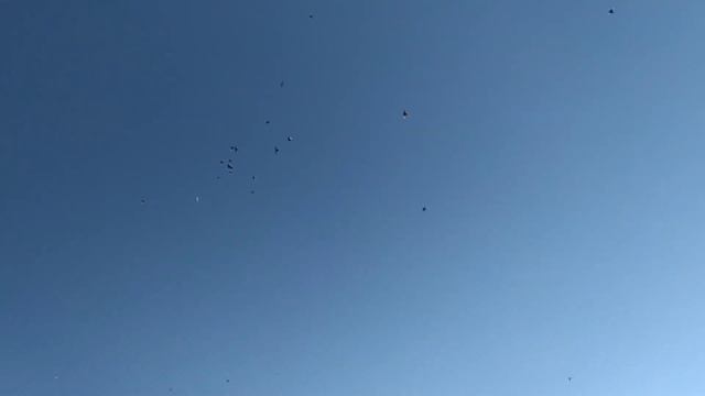 Август гоняю бакинцев во время линьки смотреть онлайн