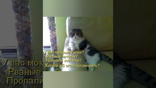 А ГДЕ У ВАС МЫШИ ХРАНЯТСЯ? #мем СМЕШНЫЕ КОТИКИ И ЖИВОТНЫЕ ? #приколы ? с озвучкой ? ДОБРОЕ ВИДЕО смотреть онлайн