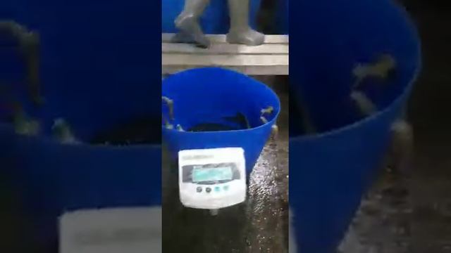 три бонусных осетра на пятницу.каждый выловленный сертификат на рыбалку бесплатный . смотреть онлайн