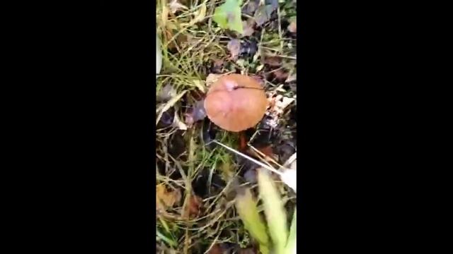 Грибы красноголовки и маслята пошли!!! смотреть онлайн