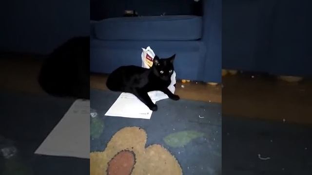 This is a cat who is a little git смотреть онлайн